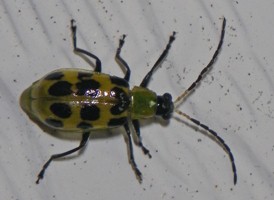 Spotted Cucumber Beetle Spotted Cucumber Beetle